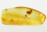 Detailed Fossil Marsh Beetle and Fungus Gnat in Baltic Amber #343350-1